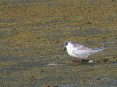 Chlidonias