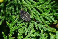 Poecilometis strigatus