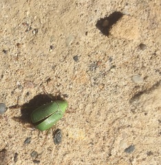 Xylonichus eucalypti