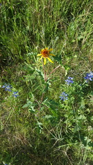 Tetragonotheca texana