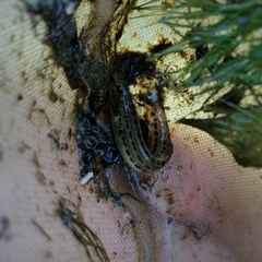 Cobitis vardarensis