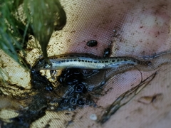 Cobitis vardarensis