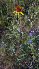 Tetragonotheca texana