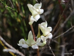 Disperis circumflexa aemula