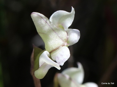 Disperis circumflexa aemula