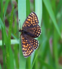 Melitaea britomartis