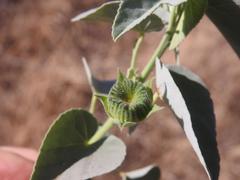 Abutilon austro-africanum