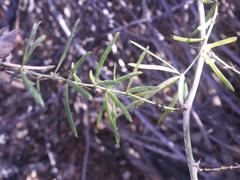 Asparagus natalensis