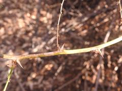 Asparagus natalensis