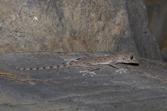 Ptyodactylus orlovi