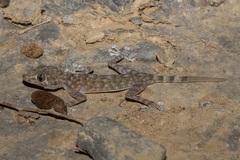 Ptyodactylus orlovi
