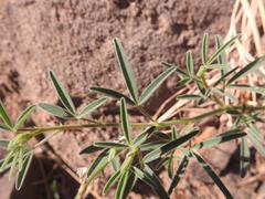 Crotalaria sphaerocarpa