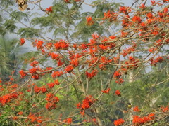 Erythrina suberosa