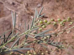 Crotalaria sphaerocarpa