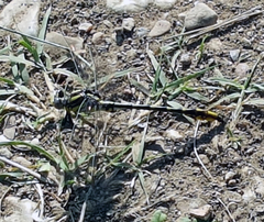 Gomphurus