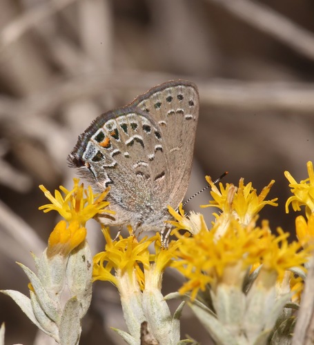 Behr's Hairstreak photo 6