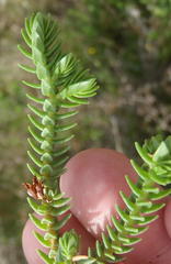 Crassula ericoides ericoides