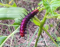 Acraea terpsicore