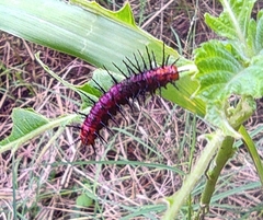 Acraea terpsicore