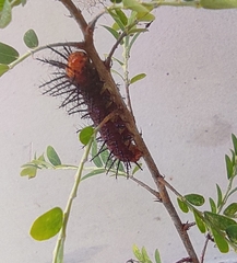 Acraea terpsicore