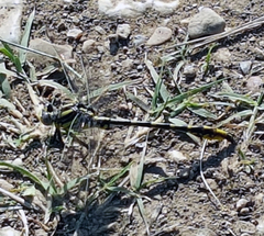 Gomphurus