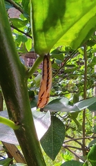 Acraea terpsicore