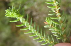 Crassula ericoides ericoides