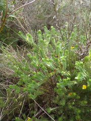 Crassula ericoides ericoides