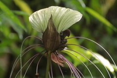 Tacca integrifolia