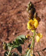 Senna italica arachoides