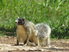 Sciurus niger shermani
