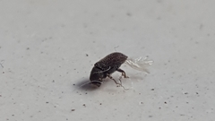 Scolytinae