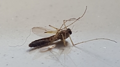 Chironomidae