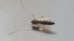 Chironomidae