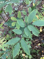 Sambucus racemosa