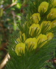 Aspalathus alopecurus