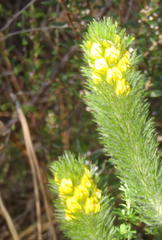 Aspalathus alopecurus