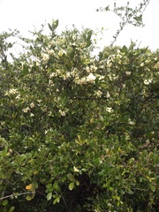 Atalantia monophylla