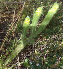 Aspalathus alopecurus