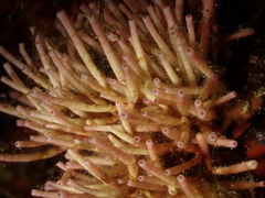 Tricleocarpa fragilis