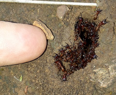 Dorylus helvolus