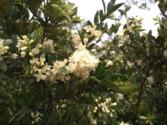 Atalantia monophylla