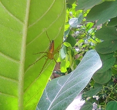 Oxyopes macilentus