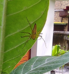 Oxyopes macilentus