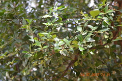 Atalantia monophylla