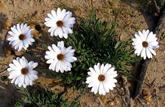 Dimorphotheca montana