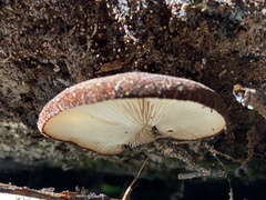 Crepidotus fuscovelutinus