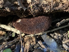 Crepidotus fuscovelutinus