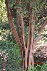 Atalantia monophylla