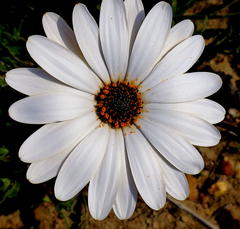 Dimorphotheca montana